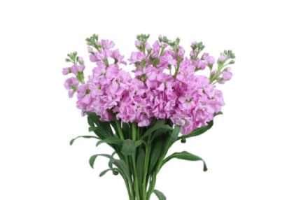 Stock Pink sing