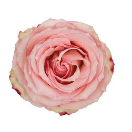 Rose Esperance 60cm much