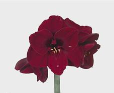 Amaryllis benfica holl(st)
