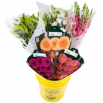 Asst. Flower Pail (x6 bu) RosaFlora