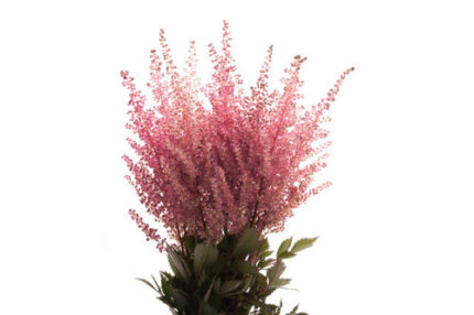 Astilbe Amethyst holl