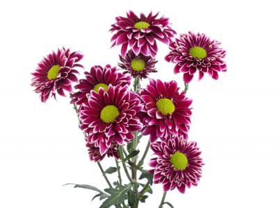 Pom Daisy Amethyst gdns