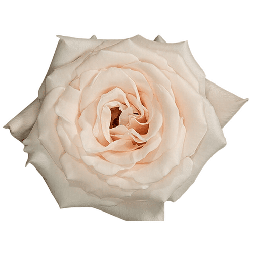 f962925c-703e-4cf3-992f-ea24ea0d2259.png Rose Champagne 50cm sunrite - Image 1