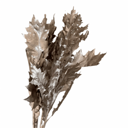 Oak Leave Rubra Dyed Champagne
