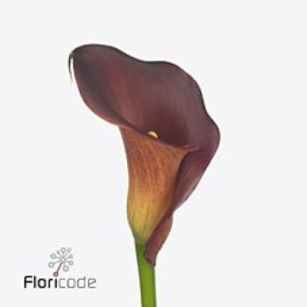 Calla Captain Tulsa holl org