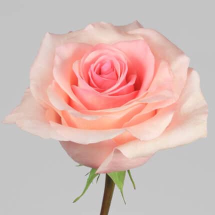 Rose Arleen 70cm rprima
