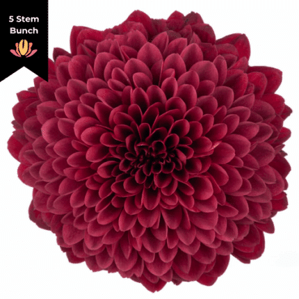 Mum Disbud Ball Cronos Red con