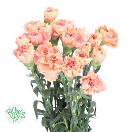 Carnation Select Salmon holex