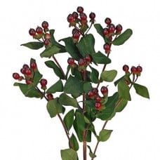 Hypericum Magical Red Wine 70c