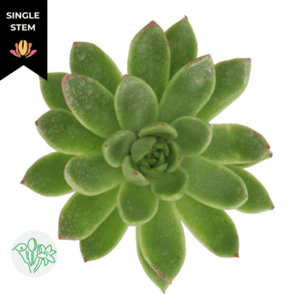 Succelent Agavoides holl (stem)