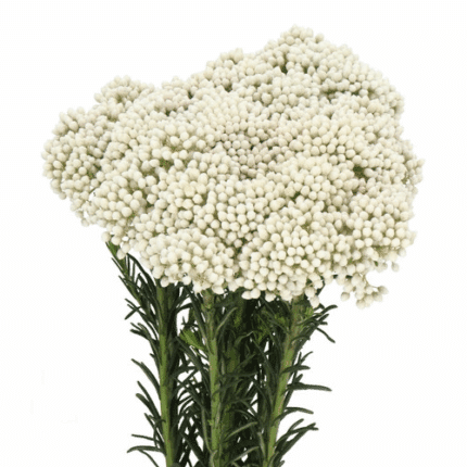 Riceflower White 50cm esmerald
