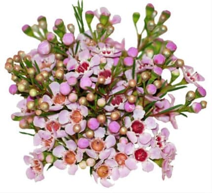 Waxflower Pink sole