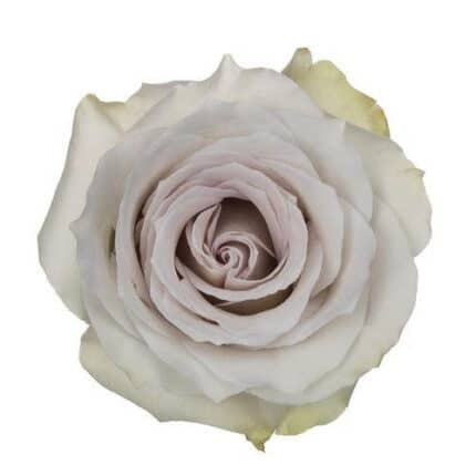 Rose EarlyGrey 70cm rprima