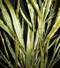 GREVELLIA gold ghersi