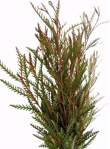Greveliia floral union