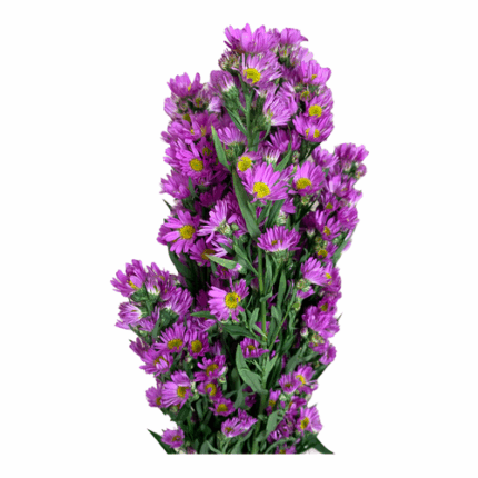 Casino Pink Valleflor