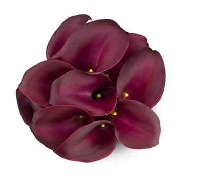 Calla Cranberry holl