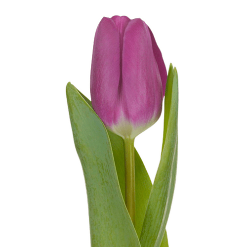 fa0db454-515f-4712-8bf9-78ecf8841848.png Tulip Roeska holl - Image 1