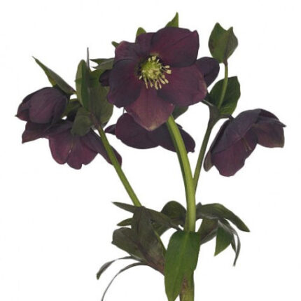 Helleborus Oriental Purple chile
