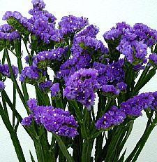 STATICE tissue esmer (purple)