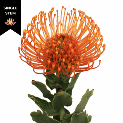 Pins Orange tutuli(st)