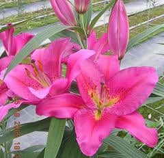 Marcanti lily utopia s.v.(5)