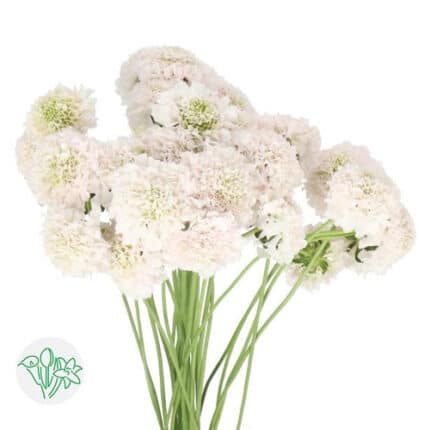 Scabiosa French Vanilla BonBon