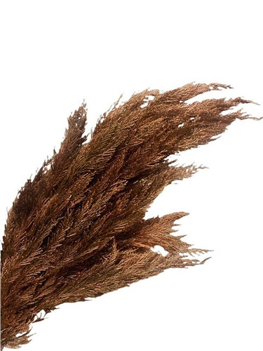 Copper Leyland Cypress