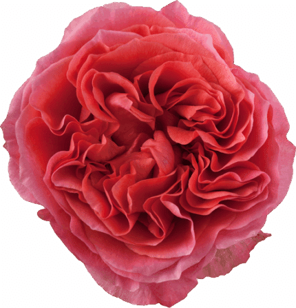 Rose Dk Expression 60cm rprima