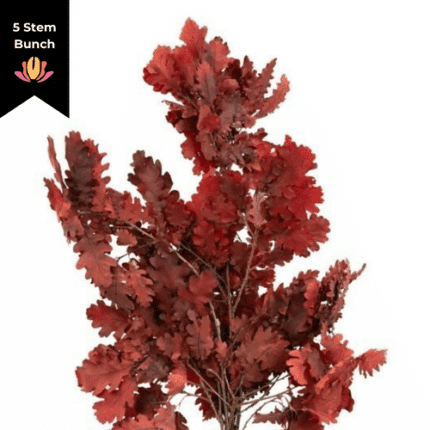 Dried Oak Leaf Red Preserved anton