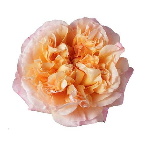 fa4b4e8a-2b64-499d-abe1-97cf96040034.jpg Rose Grdn Edith(12stm) rprima - Image 1