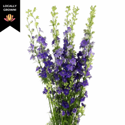 Larkspur DkBlue cramer
