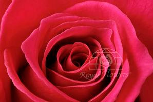 HOT pink 50 florisma