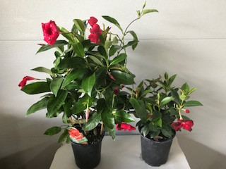 6" MANDEVILLA/DIPLAENIA