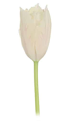 Tulip Agrass white holl
