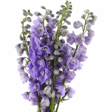 Delph Hybrid Lavender 100cm va