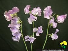 Sweetpea glace japanese lavend