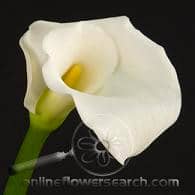 Callas wht petal fresh(st)