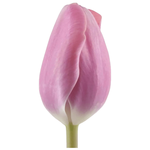 fa90a7e8-1f38-4501-b6e8-c2aea833a8e5.png Tulip Purple groot - Image 1