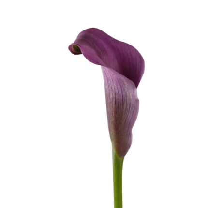 Callas Butterfly Lavender gdn