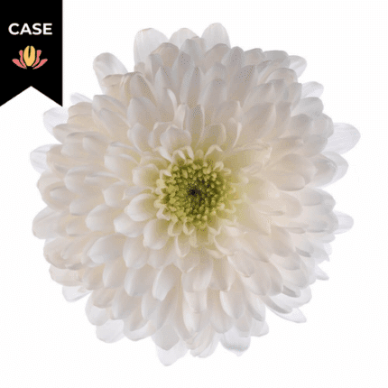 Mum Cremon White(18case)sole