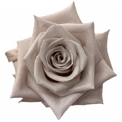 Rose Menta 50cm priv coll rio