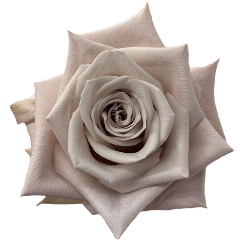 fabf99da-ff90-4b29-aba1-38cc2c4999c1.png Rose Menta 50cm priv coll rio - Image 1