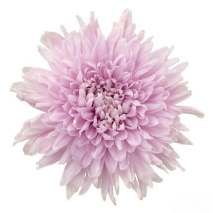 Mum Disbud Lavender gal