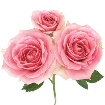 RoseSpray SweetSensation sole