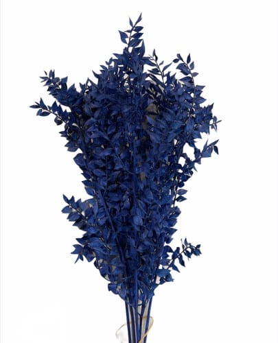 Italian Ruscus Bleached Blue holl