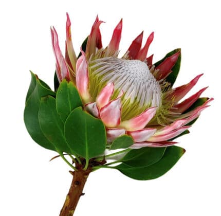 Protea Pink King splenfor(STEM