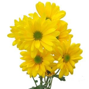 Pom Daisy Clue Yellow fresca