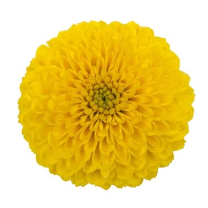 Mum Disbud Ball Yellow cont