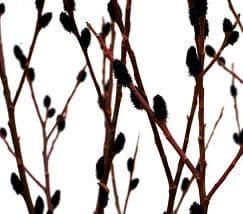 Pwillow blk 30-36" 10stkramer